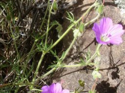 Geranium robustum flowering